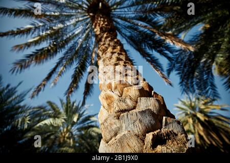 Trunk of date palm tree in the middle of oasis. Al Ain, The Emirate of Abu Dhabi. Stock Photo