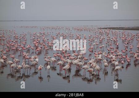 Pink Flamingo group / high number / group of a hundred - standing in sea lake water of Walvis bay lagoon in Namibia Stock Photo