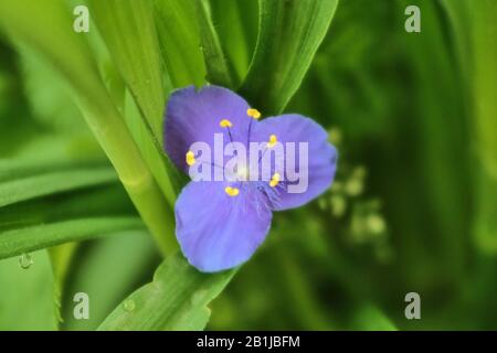 Enotera flower stamens against green stalks Stock Photo