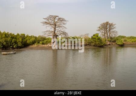 Mangrove area with baobabs near the town of Lamin, Gambia Stock Photo