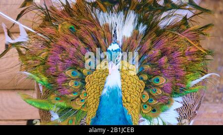 Small peacock unraveling a bright colored tail against the background of a log house Stock Photo