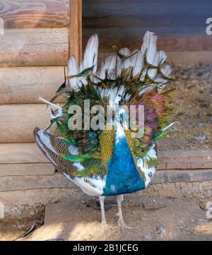 Small peacock unraveling a bright colored tail against the background of a barn Stock Photo