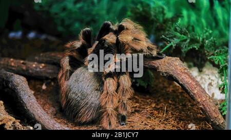 tarantula spider in the terrarium Stock Photo