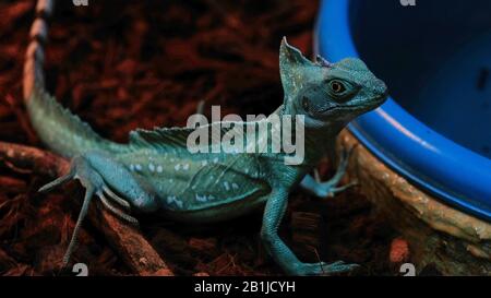 Chameleon near the blue basin Stock Photo
