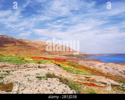 After heavy rains, the shore of the Dead Sea was covered with red, white, yellow and purple flowers. Beautiful landscape of blooming desert. Stock Photo