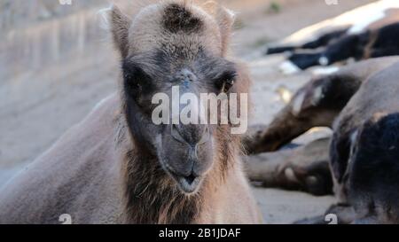 Portrait of a contented camel Stock Photo