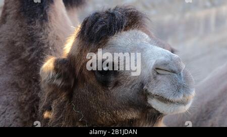 Portrait of a contented camel in profile Stock Photo