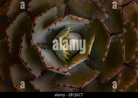 Agave Potatorum - a thorny succulent plant photograph. Stock Photo