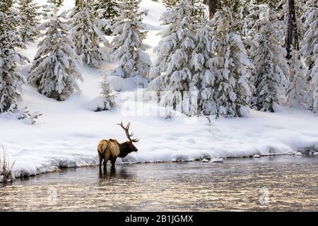 Shira’s, Shiras, Yellowstone moose, Shiras Bull Moose (Alces alces shirasi, Alces shirasi), bull elk standing in Madison River in winter, USA, Wyoming, Yellowstone National Park, West Yellowstone Stock Photo