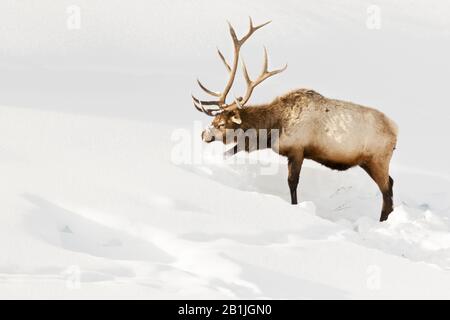 wapiti, elk (Cervus elaphus canadensis, Cervus canadensis), bull foraging in snow, USA, Wyoming, Yellowstone National Park Stock Photo