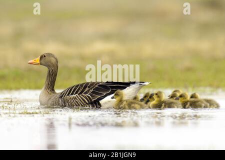 greylag goose (Anser anser), adult with goslings, Netherlands Stock Photo