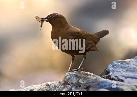 brown dipper (Cinclus pallasii), with prey in the beak, India, Sat Tal Stock Photo