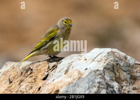 syrian serin (Serinus syriacus), male perched on a rock, Israel Stock Photo