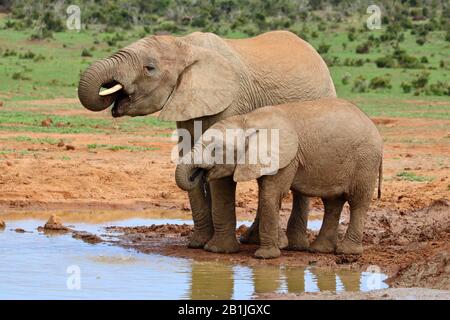 African elephant (Loxodonta africana), two elephants drink at a waterhole, South Africa, Lowveld, Krueger National Park Stock Photo