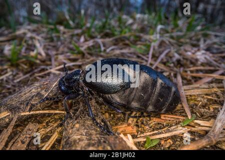 Oil beetle, Black oil beetle (Meloe proscarabaeus), female, full-length portrait, Germany Stock Photo