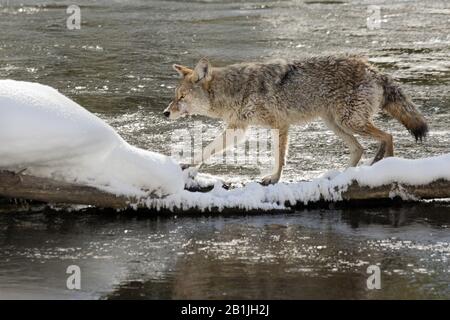 coyote (Canis latrans), walking on log in river, USA, Wyoming, Yellowstone National Park Stock Photo