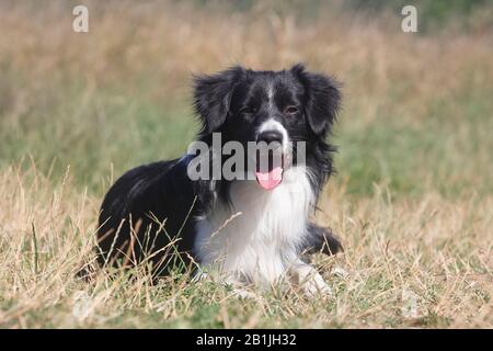 Australian Shepherd (Canis lupus f. familiaris), Miniature Australian Shepherd lying in a meadow, male dog, ten months, Germany Stock Photo