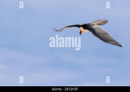 Lammergeier, Bearded Vulture (Gypaetus barbatus), flying, Switzerland Stock Photo