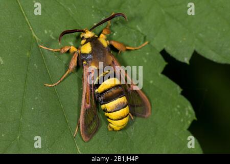 Poplar hornet clearwing, Hornet moth (Aegeria apiformis, Sesia apiformis), sitting on a leaf, view from above, Germany Stock Photo