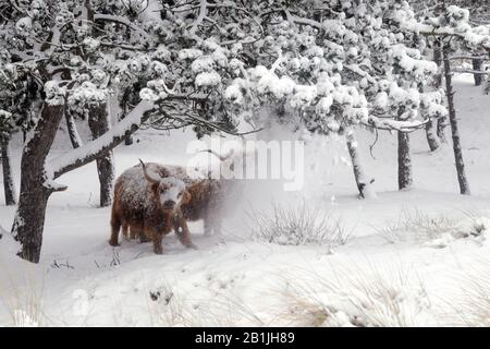 Scottish Highland Cattle, Kyloe, Highland cow, Heelan coo (Bos primigenius f. taurus), under trees in winter, Netherlands, Huisduinen Stock Photo