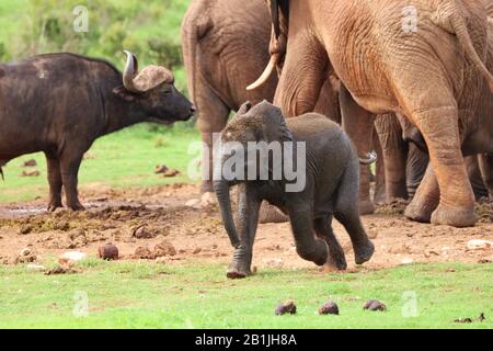 African elephant (Loxodonta africana), herd with elephant baby and buffalo, South Africa, Lowveld, Krueger National Park Stock Photo
