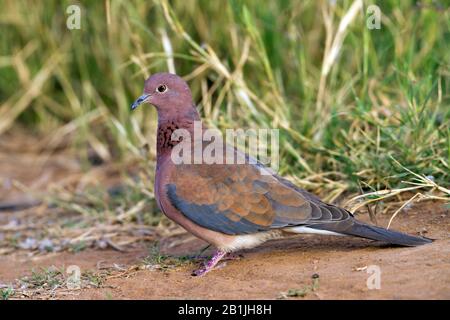 Iranian laughing dove (Streptopelia senegalensis), on the ground, Turkey Stock Photo