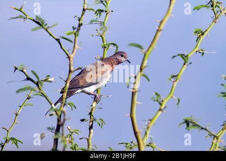 Iranian laughing dove (Streptopelia senegalensis), on a tree, Turkey Stock Photo