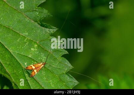 Longhorn Moth (Nemophora degeerella, Adela degeerella), male on a leaf, Germany, Baden-Wuerttemberg Stock Photo