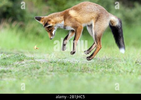 red fox (Vulpes vulpes), jumping, hunting butterfly, Netherlands, Northern Netherlands Stock Photo