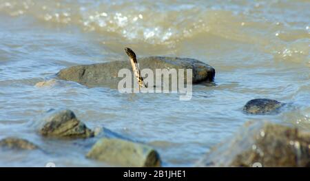 dice snake (Natrix tessellata), looking out the sea, portait, Romania, Black Sea, Romania, Dobrudscha Stock Photo