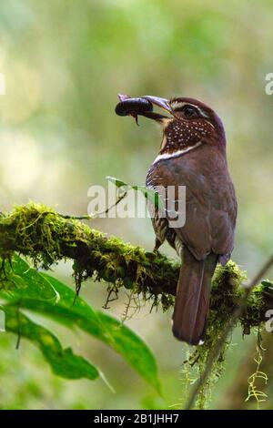 short-legged ground roller (Brachypteracias leptosomus), perched on a mossy branch with an insect as prey, Madagascar Stock Photo