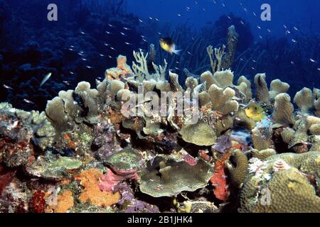 coral riff, Netherlands Antilles, Curacao, Caracas bay Stock Photo