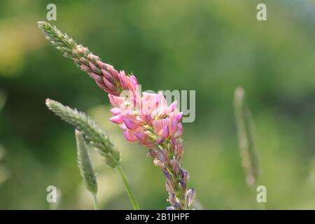 common sainfoin (Onobrychis viciifolia), inflorescence, Germany Stock Photo