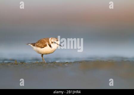 kentish plover (Charadrius alexandrinus), male, Oman Stock Photo