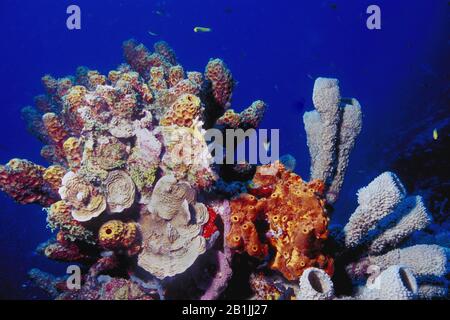 coral riff, Netherlands Antilles, Curacao, Caracas bay Stock Photo