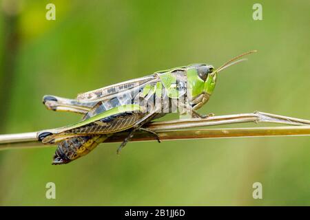 Black-spotted grasshopper (Stenobothrus nigromaculatus, Chorthippus nigromaculatus), female sits on a stem, Europe Stock Photo