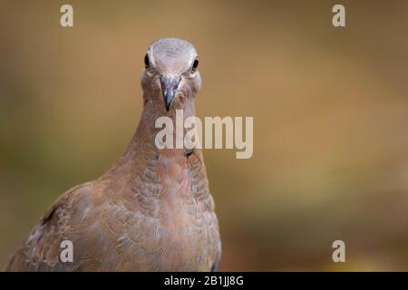 Iranian laughing dove (Streptopelia senegalensis), portrait, Turkey Stock Photo