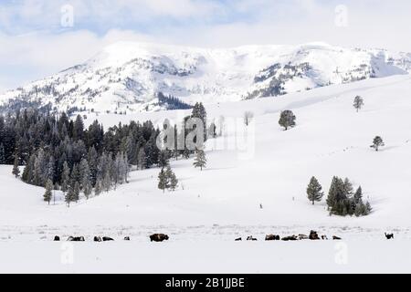 American bison, buffalo (Bison bison), herd resting in snowy landscape, USA, Wyoming, Yellowstone National Park Stock Photo
