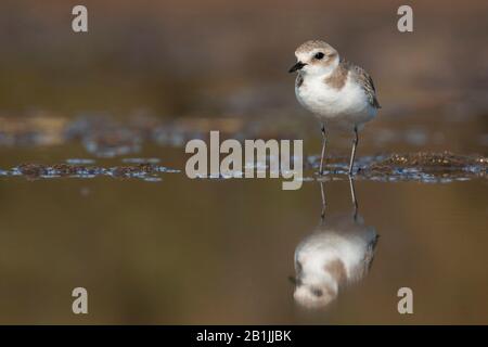 kentish plover (Charadrius alexandrinus), female foraging in shallow water, Spain, Balearic Islands, Majorca Stock Photo