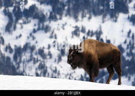 American bison, buffalo (Bison bison), standing in the snow, side view, USA, Wyoming, Yellowstone National Park Stock Photo