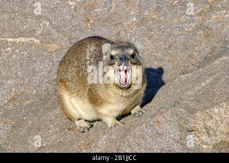 common rock hyrax, rock dassie (Procavia capensis), sits on a rock and baring it's teeth, front view, South Africa Stock Photo