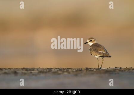 kentish plover (Charadrius alexandrinus), female, Oman Stock Photo