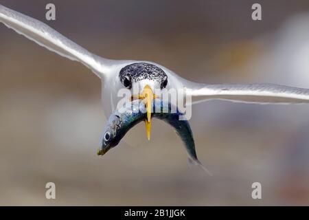 greater crested tern (Thalasseus bergii, Sterna bergii), with a fish as prey in its beak, Australia, Western Australia Stock Photo