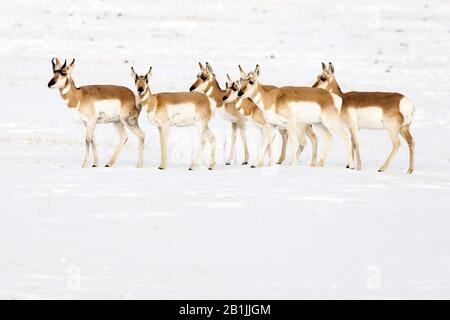 pronghorn (Antilocapra americana), herd in snow, USA, Wyoming, Yellowstone National Park Stock Photo