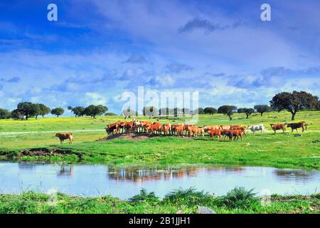 domestic cattle (Bos primigenius f. taurus), herd of cattles on a dehesa, Spain, Extremadura, Monroy Stock Photo