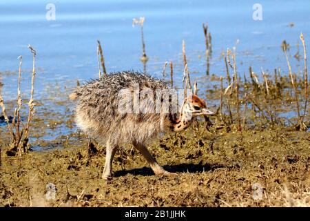 ostrich (Struthio camelus), ostrich chick standing at the waterside, side view, South Africa, Lowveld, Krueger National Park Stock Photo