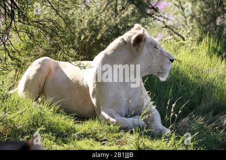 lion (Panthera leo), white lioness lying in a meadow, side view, South Africa, Lowveld, Krueger National Park Stock Photo