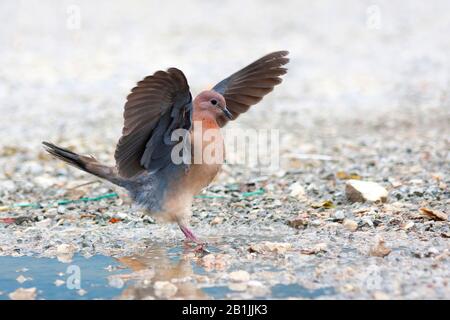 Iranian laughing dove (Streptopelia senegalensis), female landing, Turkey Stock Photo