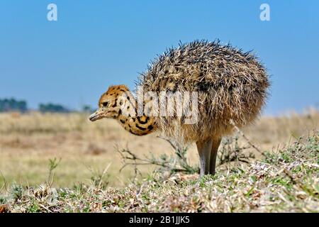 ostrich (Struthio camelus), ostrich chick standing in a meadow, side view, South Africa, Lowveld, Krueger National Park Stock Photo