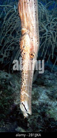 Atlantic trumpetfish (Aulostomus maculatus), Netherlands Antilles, Curacao Stock Photo